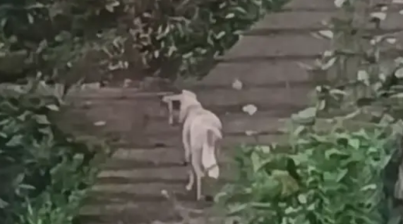 相伴14年老狗独自进山，回头一望瞬间泪目