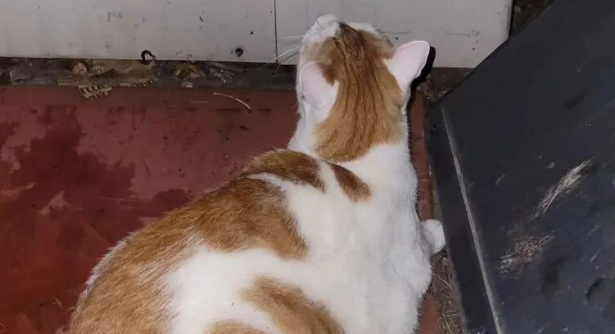 小猫咪惨叫，本以为是走丢了，扫到芯片后才发现真相！