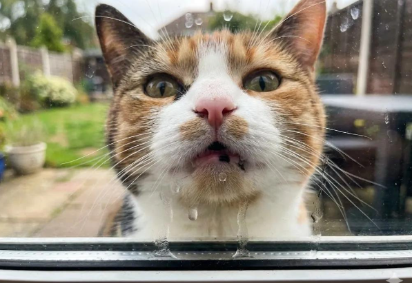 手机里全是猫咪的“黑历史”？别藏着，发出来让大家开心一下