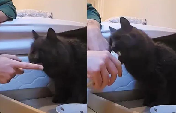 流浪猫绝境重生，七年苦熬一朝被爱，它终于再次露出了笑脸