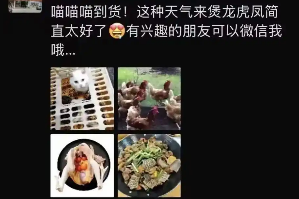 广东佛山一私房菜馆被曝宰杀活猫煲“龙虎凤”，“有白猫被抱到后厨屠宰台”，当地回应