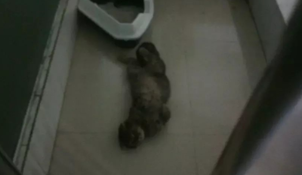 铲屎官半夜被吓死，全是钛合金猫眼惹的祸