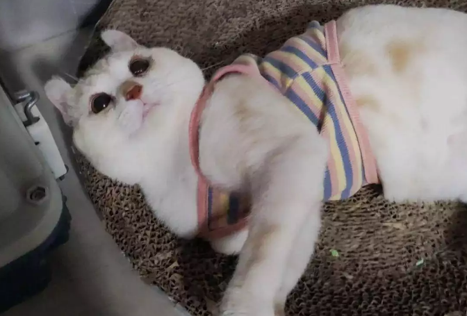 猫咪走丢9天瘦成皮包骨，主人找回后吐槽：你减肥去了？