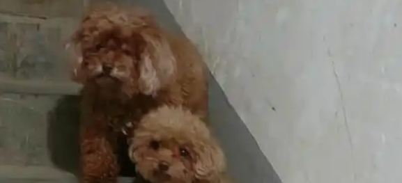 流浪泰迪被撵出门的48小时里，一场百万罚单的追捕正在启动