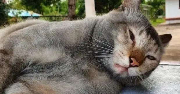 猫咪疯玩成泥猴，回家累瘫被笑胖，毛孩子白眼：你礼貌吗？