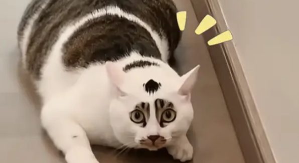 狸花猫丧彪配白猫汤圆，娃花色似开盲盒，网友赐名小八嘎