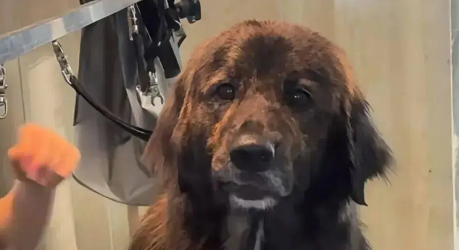 网友说她家金毛是黑芝麻味儿的，我一看……它好特别啊！