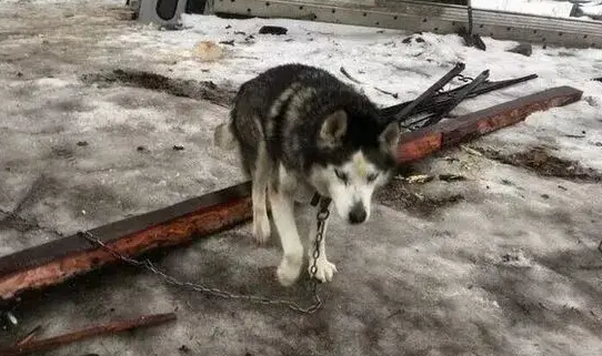 哈士奇被拴在门外15年，第一次进室内的反应让人心酸…