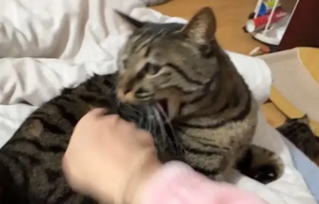 女子晒狸花猫称好玩，网友看后犯密集恐惧：还是金豆豆顺眼