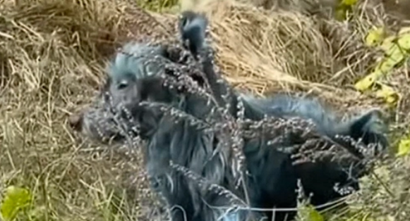 据报道！切尔诺贝利核电站附近被发现出现多只蓝色的狗