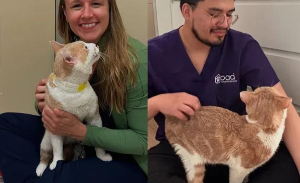 从流浪街头到称霸沙发，一只橘猫的逆袭