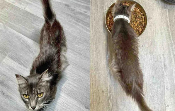 流浪猫妈的救赎，五只小猫的暖心归宿