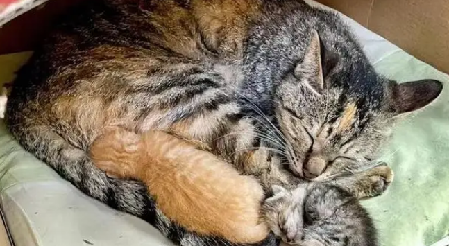 忘关车窗喜提流浪猫一家，厌猫车主立马心软，暖心安置被赞爆