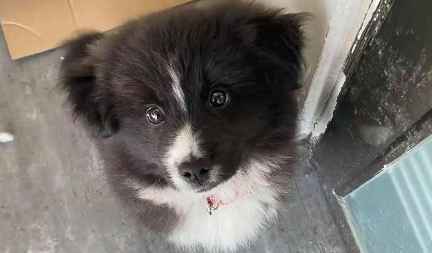 爱犬寄养两天却丢了，寄养店：承认有责愿赔偿