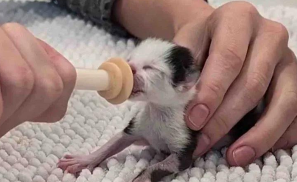 早产小猫发育迟缓，却有一群猫叔后援团守护，这画面太暖心