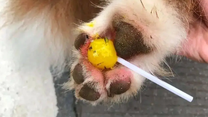 散步回来边牧一直舔爪子，主人抬起它的脚一看……丫真有心眼儿！