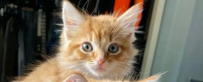 橘猫为吃自助，连夜推翻喂食器！把自己吃成“怀胎六月”