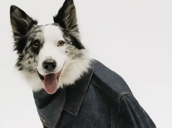 时尚圈的终极战场，为何是毛孩子