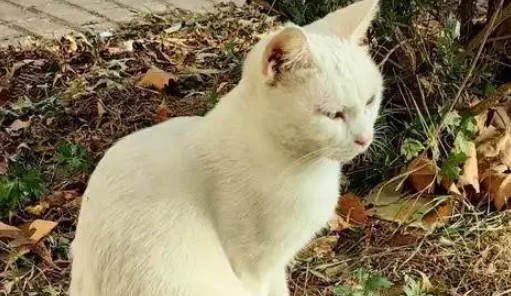 忘关车窗喜提流浪猫一家，厌猫车主立马心软，暖心安置被赞爆