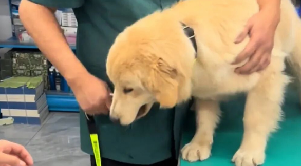 金毛走路总瘸腿，主人请来神医治疗，正骨后健步如飞