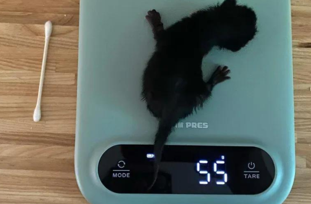 巴掌大的小猫命悬一线，却用惊人的意志，改写了命运的剧本