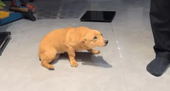 结婚当天狗狗犯错被教育，最后的变脸更让人笑得肚子疼