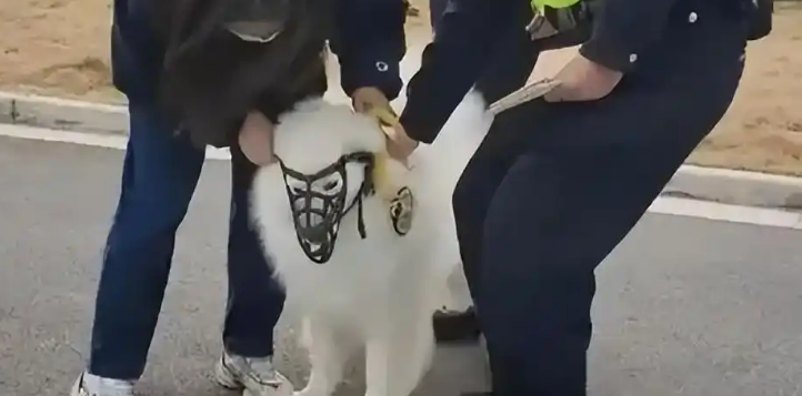 女学生被猎犬撕咬，脚筋咬断仍不松口，狗主人被拘，居民再曝猛料