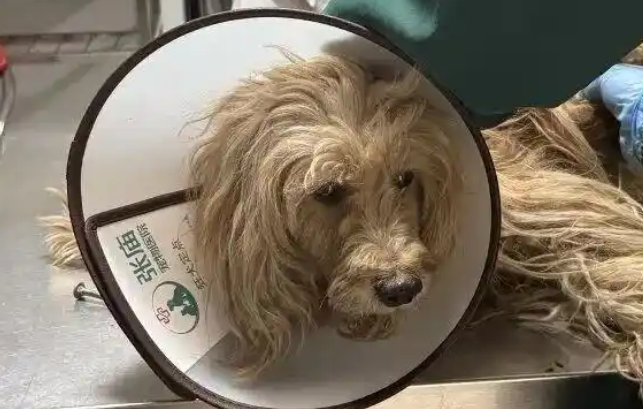 上海版“忠犬八公”的命运，何以触动人心最柔软的部分？