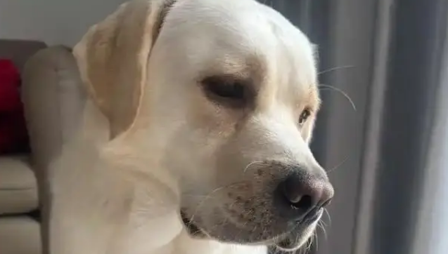 猪狗被困10天，猪饿出马甲线，拉布拉多却胖出啤酒肚