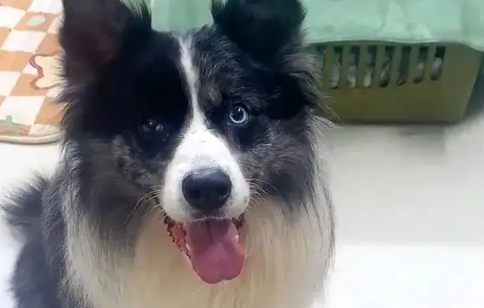 网友在外挨欺负跟边牧诉苦，边牧让他带打狗拍出门