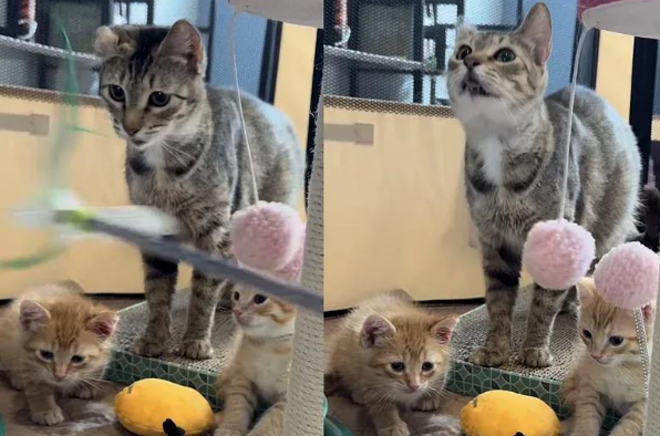 折耳孕猫千里赴产房，成功卸货三胞胎，开启躺赢喵生