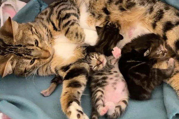 救助三只小猫，却被猫妈的爱意融化