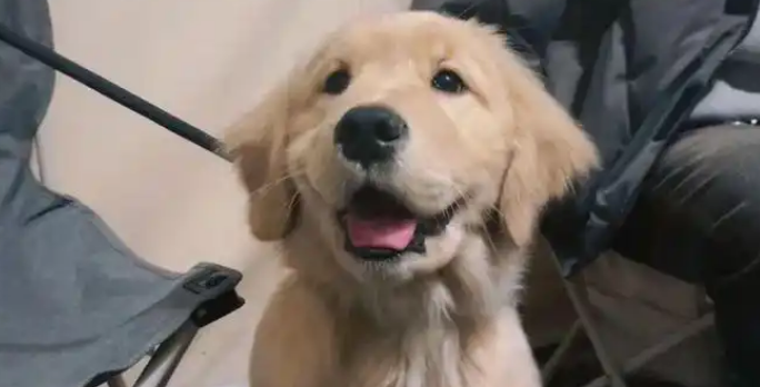 小金毛露营开心到起飞，却被烟花吓出表情包！汪：妈妈快回家