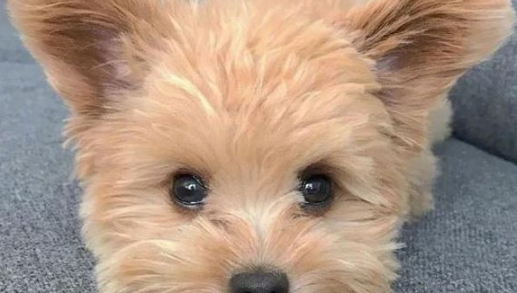 泰迪因“大嗓门”被恶意抛弃，医生收留，一年涨五十万粉丝