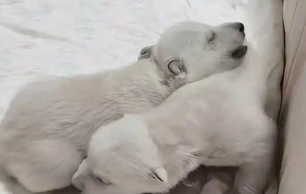 新生奇迹：北极熊龙凤胎与白狮天团的献礼