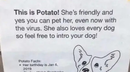 柯基很爱跟路人玩，主人为它做了个招牌，整条街都成了它的粉丝