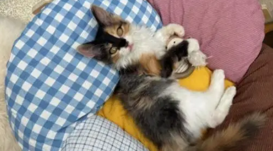 姚晨母子堆雪人，儿子越来越帅，别墅院里全是给流浪猫搭的窝