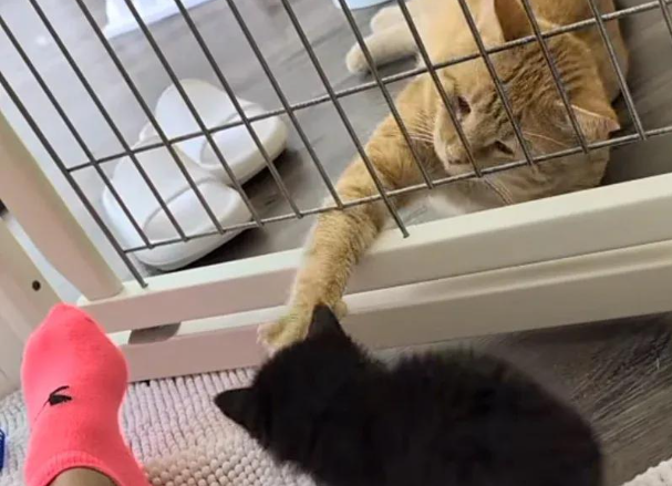 屋檐三宝遇橘猫奶爸，温暖父爱驯化暴躁小猫