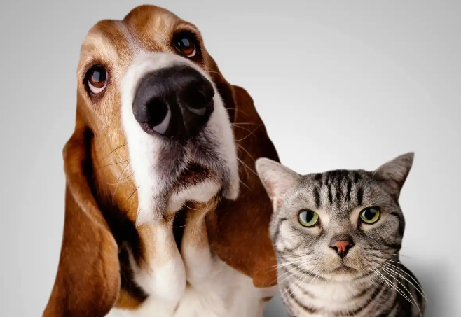 企业扩产、明星入局 宠物行业迈入新阶段