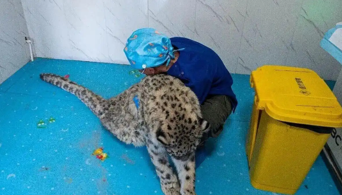 误闯西宁市区的雪豹经救护被放归野外 步态轻盈走进大山