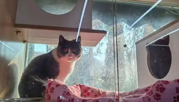 萌宠也要“新年焕新”！宿迁宠物店开启“忙碌模式”