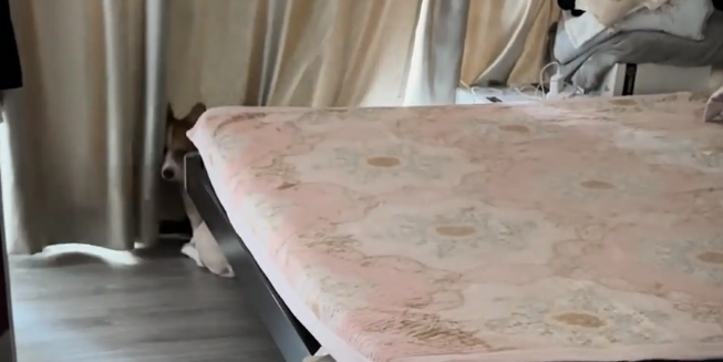 狗子在床上打滚被主人发现。狗：我可是脱了衣服才上床的