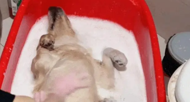女子给金毛洗澡，金毛洗着洗着不动了，吓得女子还以为狗狗没了