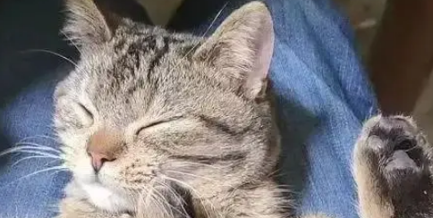 新娘出嫁半月，老家狸花猫追车十公里，准确找到出嫁主人