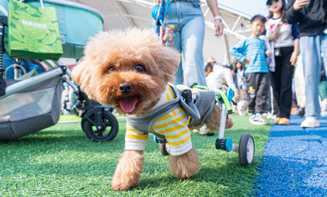 科学养宠，温情相伴：第十九届华南（广州）宠物嘉年华在华农举行