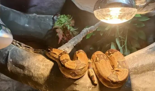 御寒也有“十八般武艺”！南宁动物园居民“花式过冬