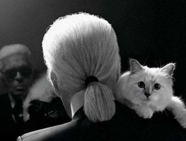 时尚圈的终极战场，为何是毛孩子