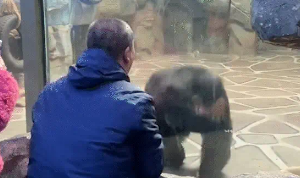 男子逗大猩猩又蹦又跳，猩猩模仿，失散多年的兄弟重逢，太激动了