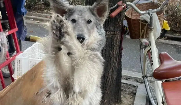 市场遇到一只可爱小狗，它像一个料子不太好的毛绒玩具