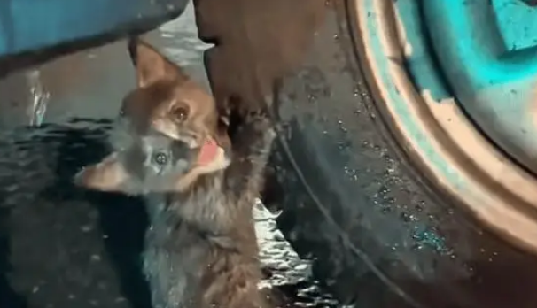 男子暴雨天捡回一只流浪猫，养了两个月后，小猫越来越好看